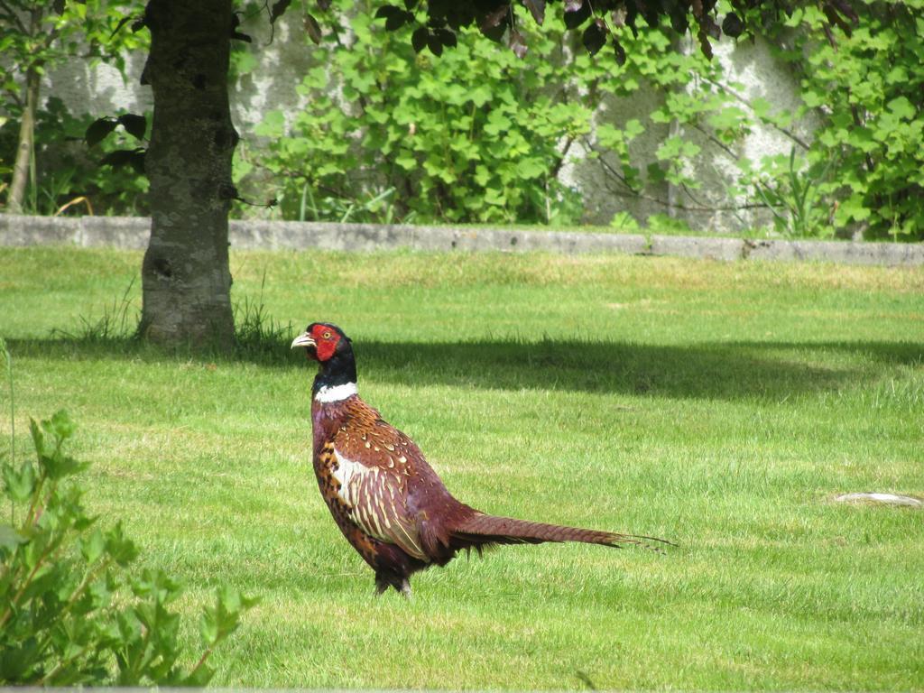 Rossmor Bed & Breakfast Grantown-on-Spey Esterno foto